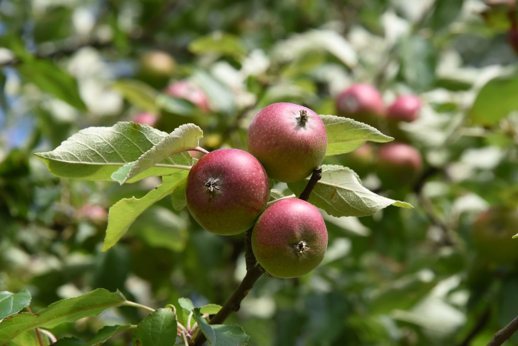 Streuobstwiese