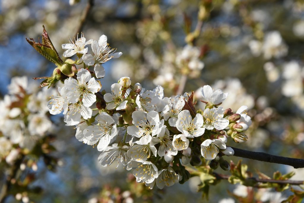 Blüten und Knospen am Baum