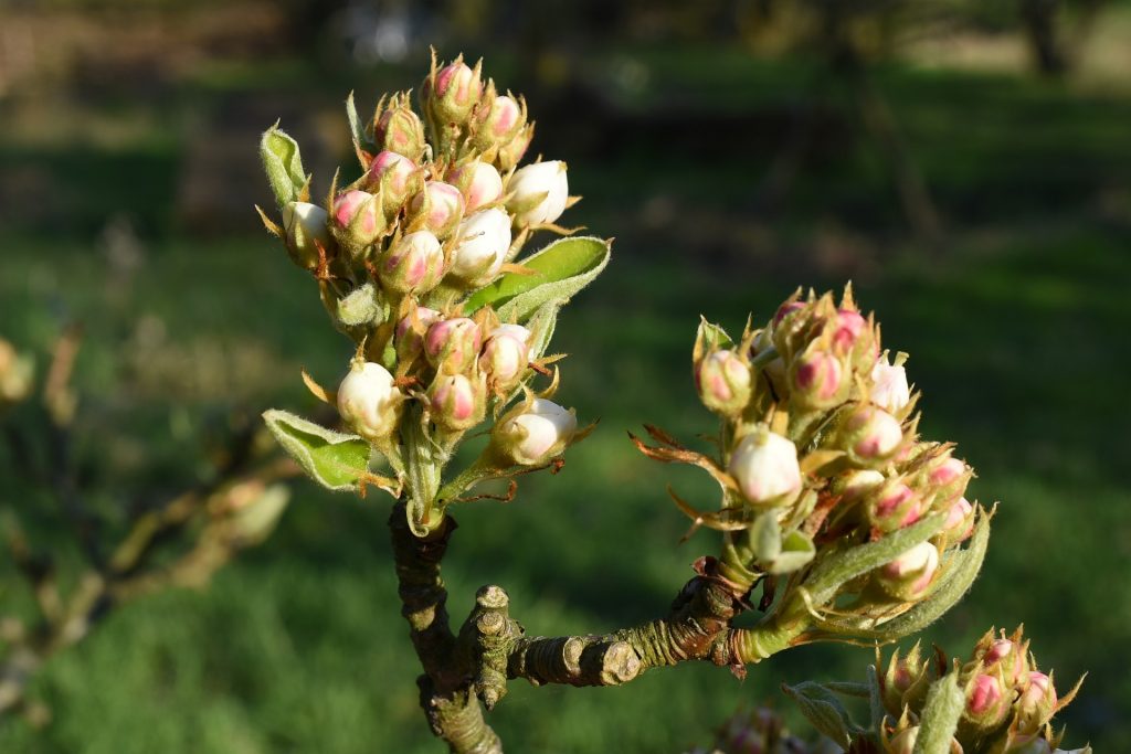 Knospen kurz vor der Öffnung