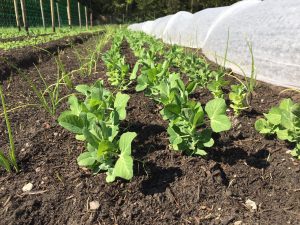 Beet mit Jungpflanzen