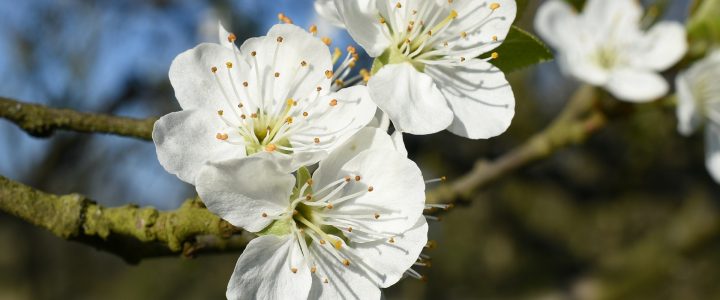 Blüten am Baum