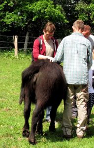 Wasserbüffel holt sich Streicheleinheiten ab